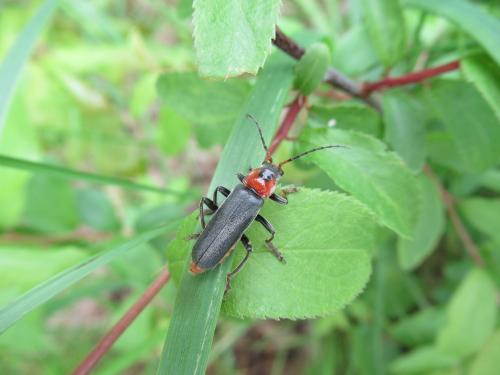 Cantharis fusca